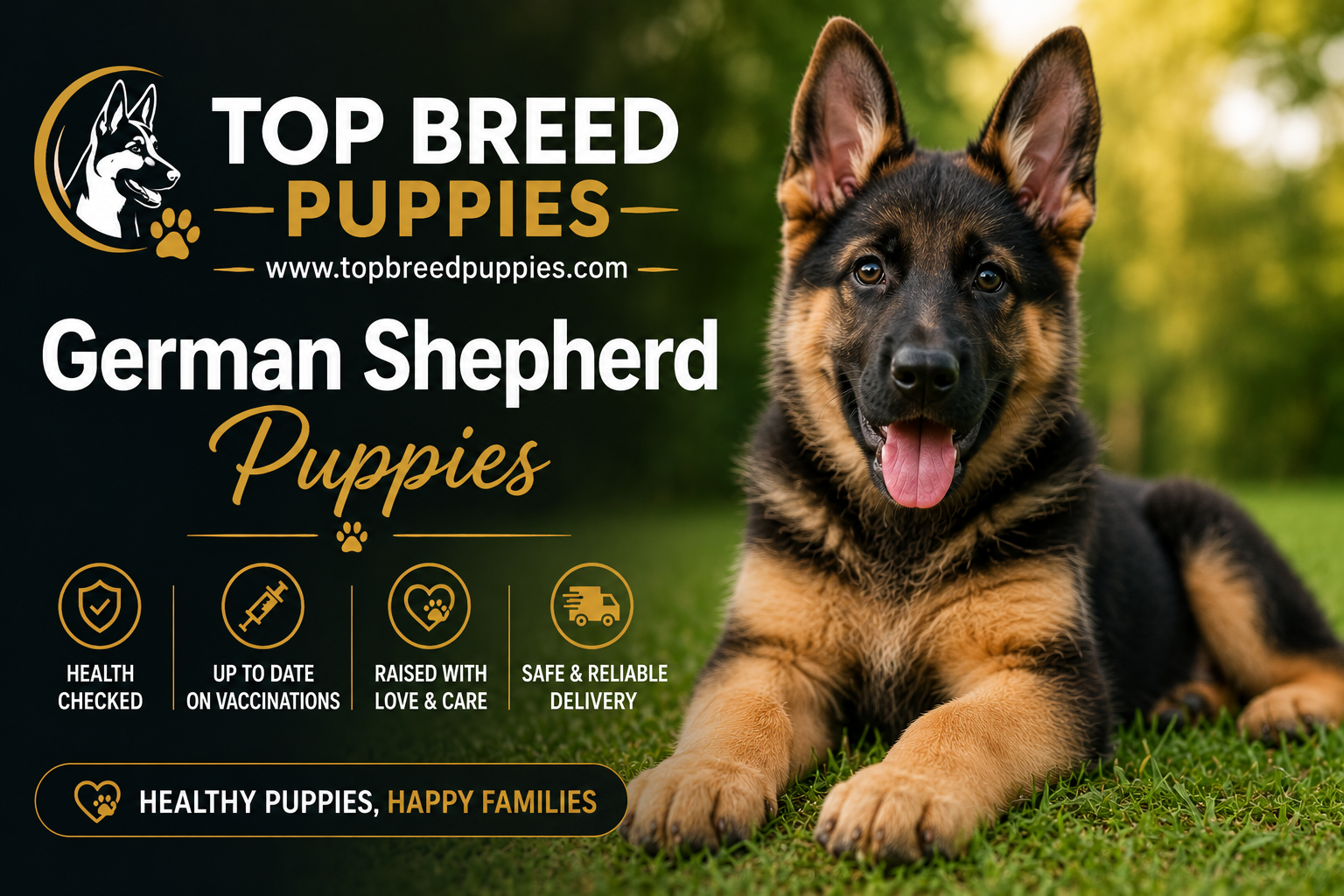 German Shepherd puppy