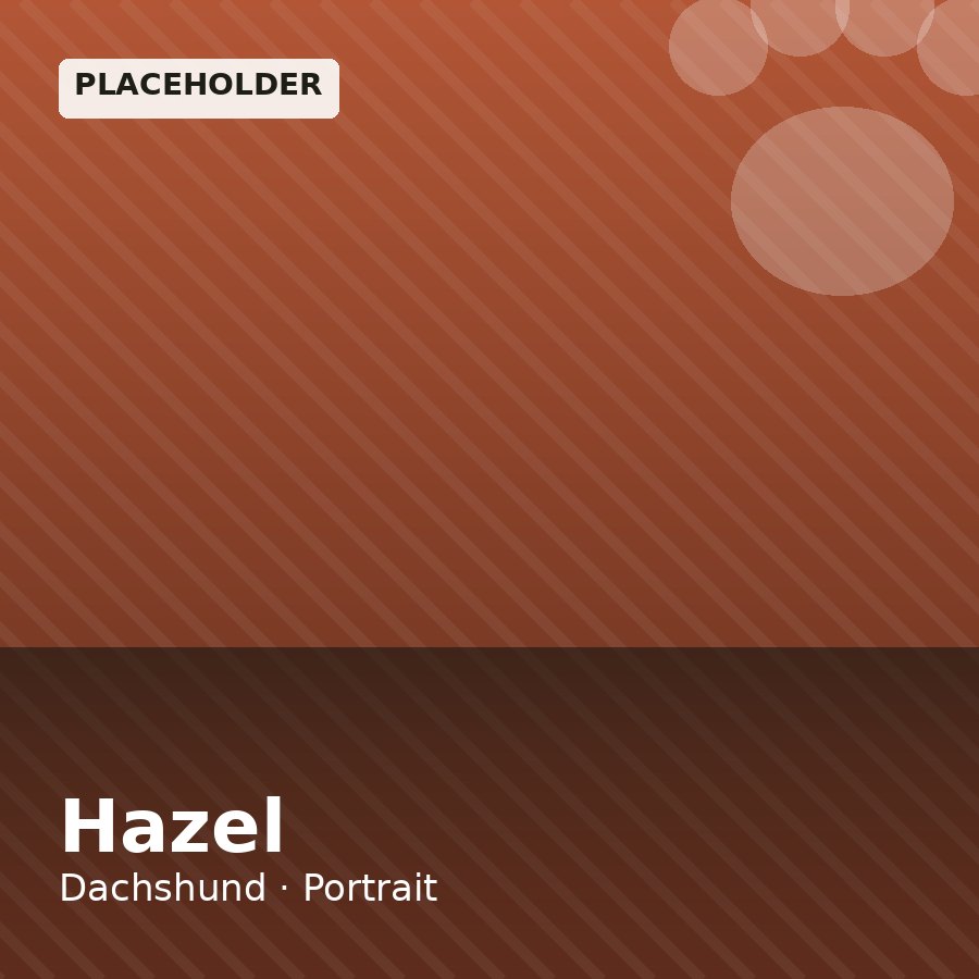 Hazel, Dachshund puppy, Male, Dapple