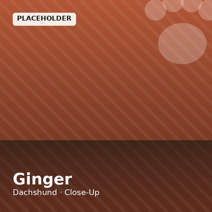 Ginger photo 3