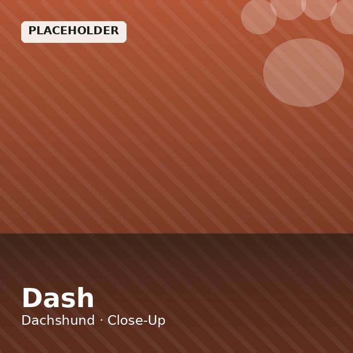Dash photo 3