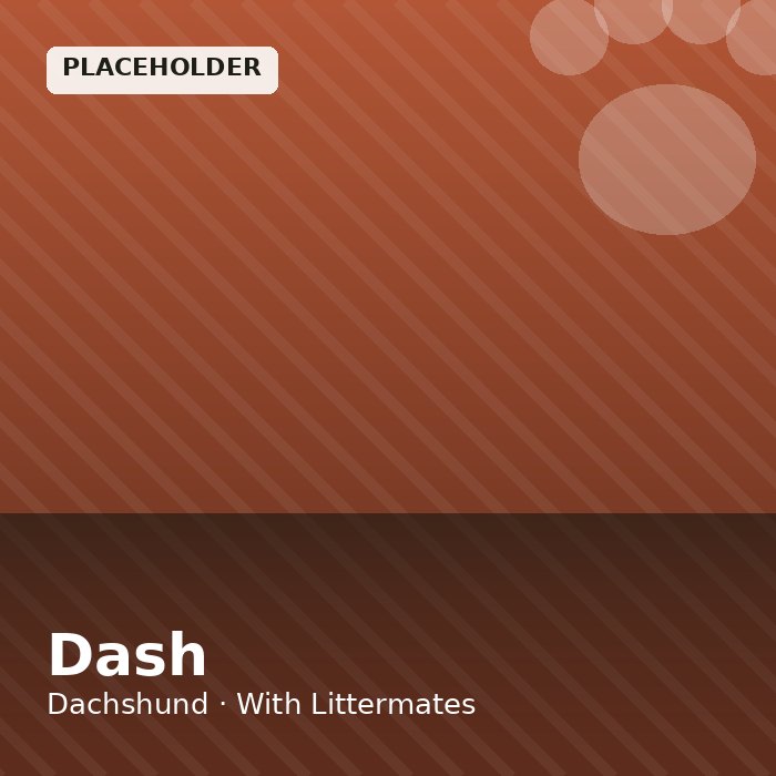 Dash photo 4