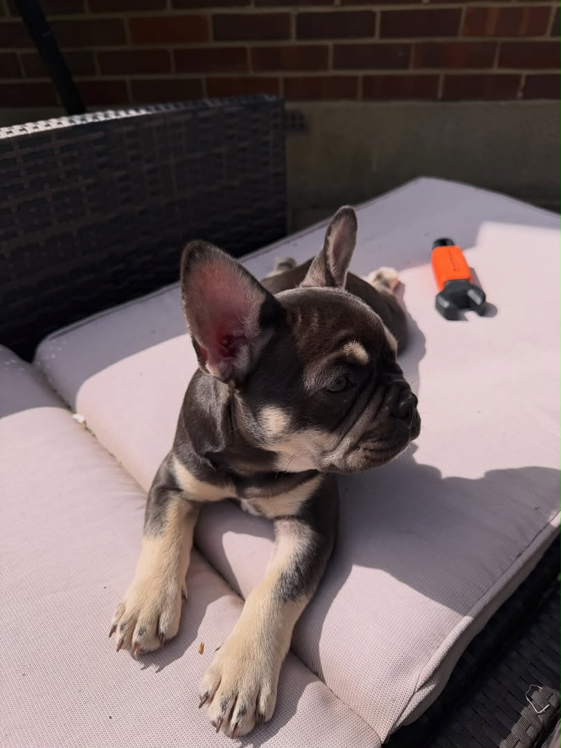 Biscuit, French Bulldog puppy, Male, Chocolate Fawn