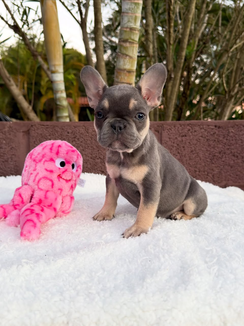 Winston, French Bulldog puppy, Male, Chocolate Fawn