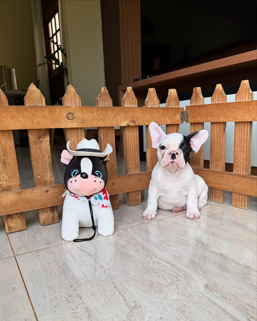 Diesel, French Bulldog puppy, Male, Pied