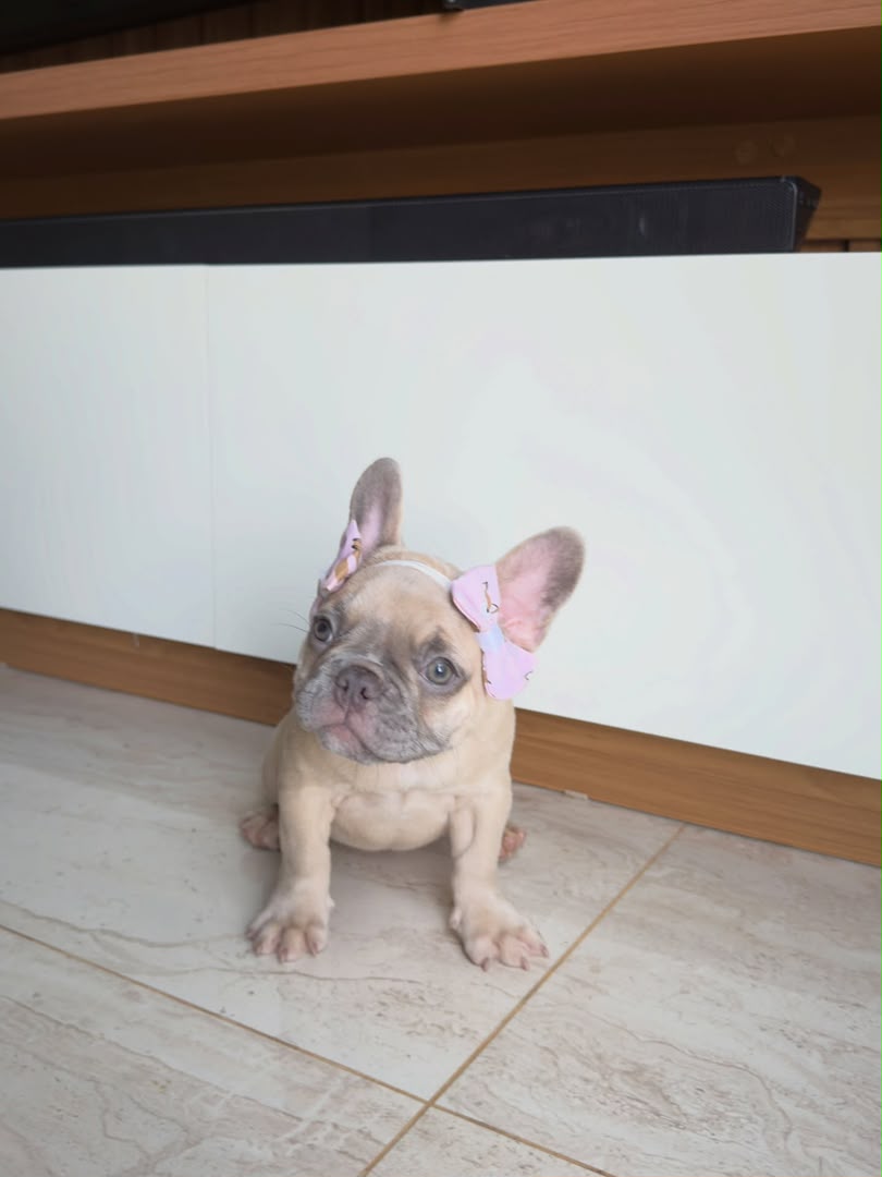 Luna, French Bulldog puppy