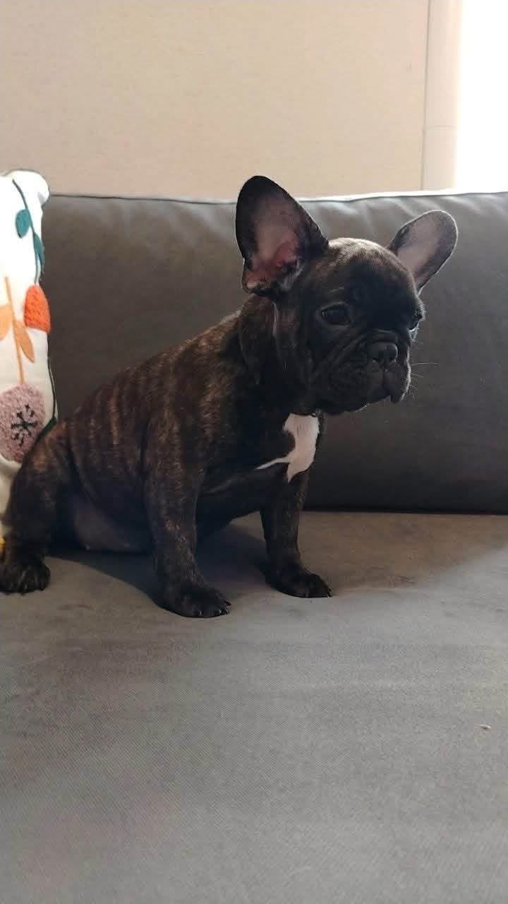 Ziggy photo 3
