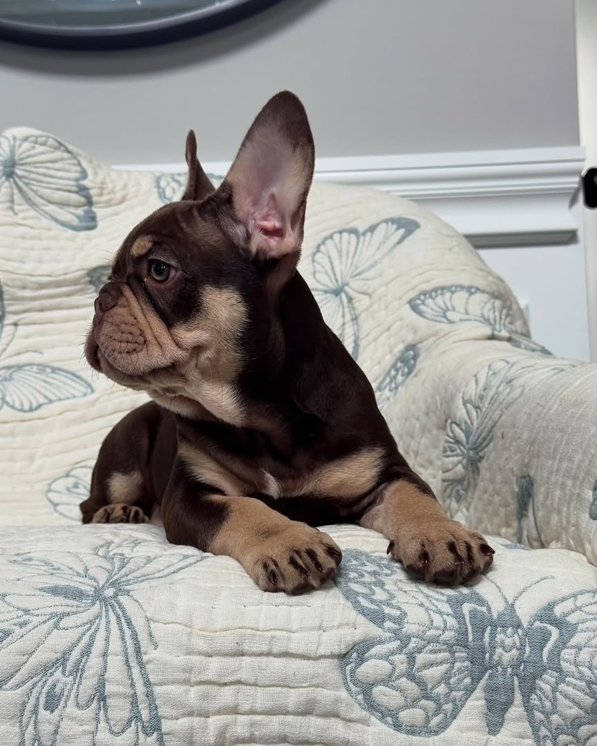 Bruno photo 2