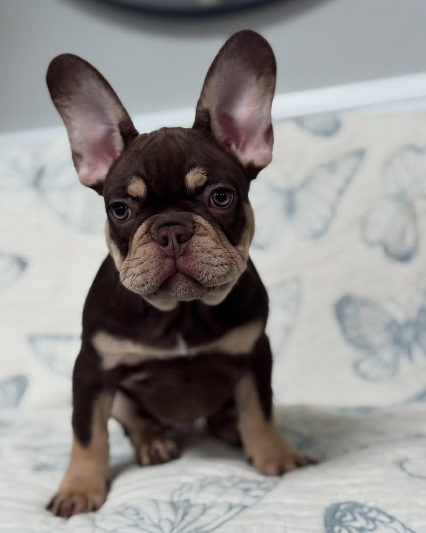 Bruno photo 3