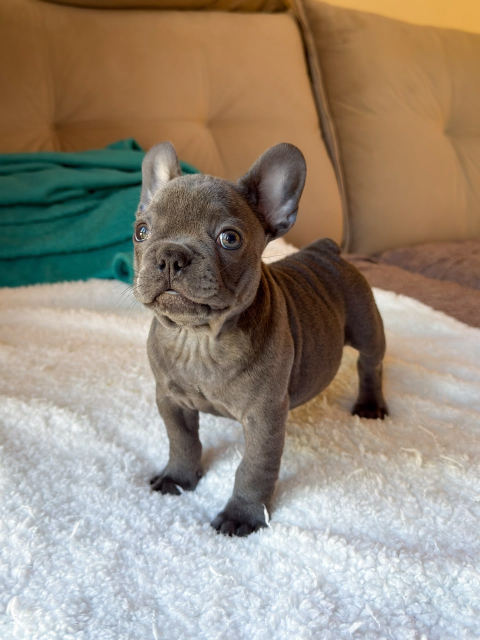Hugo, French Bulldog puppy
