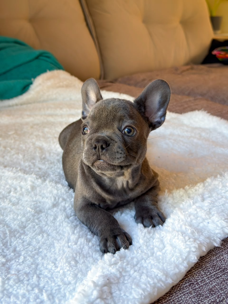 Hugo photo 2
