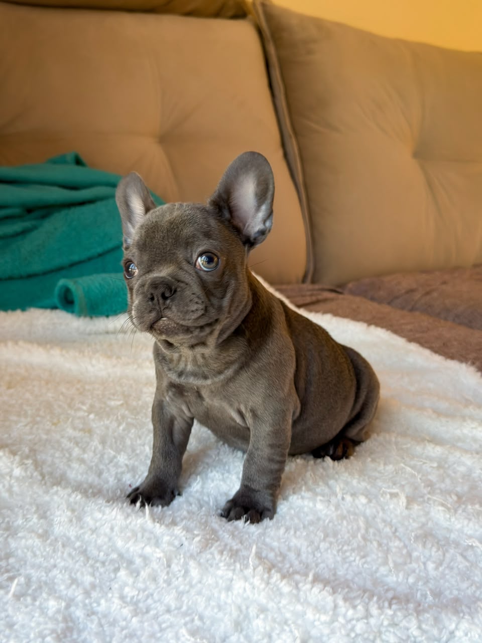 Hugo photo 4