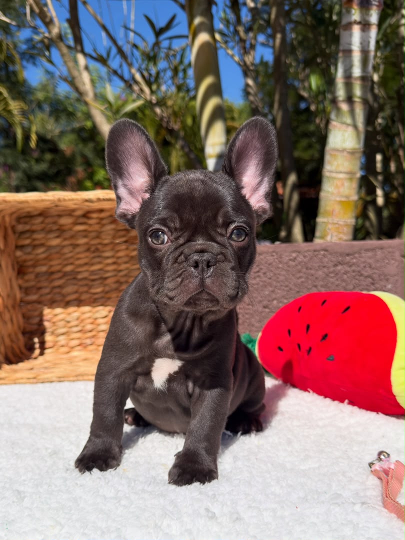 Rosie photo 2