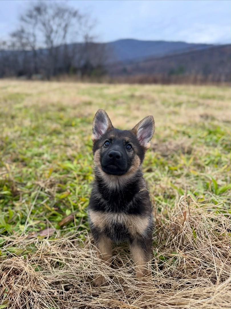 Sasha photo 3