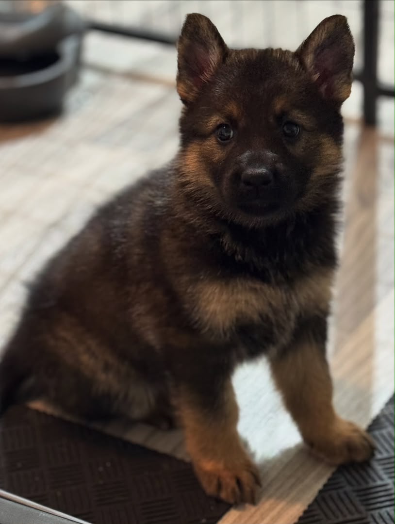 Bruno, German Shepherd puppy, Female, Sable
