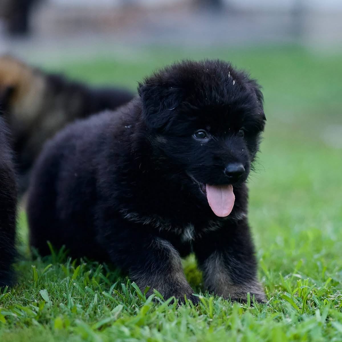 Bolt, German Shepherd puppy