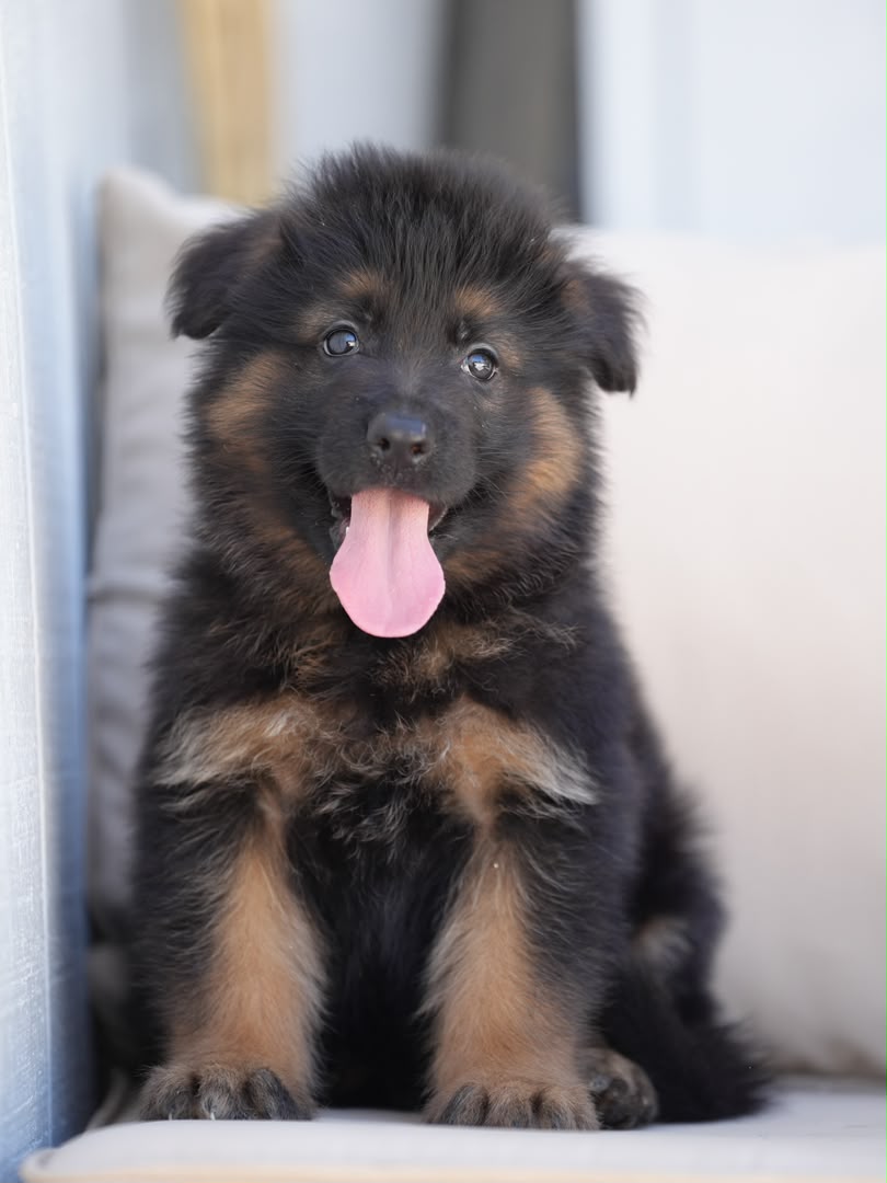 Duke, German Shepherd puppy, Female, Black & Red