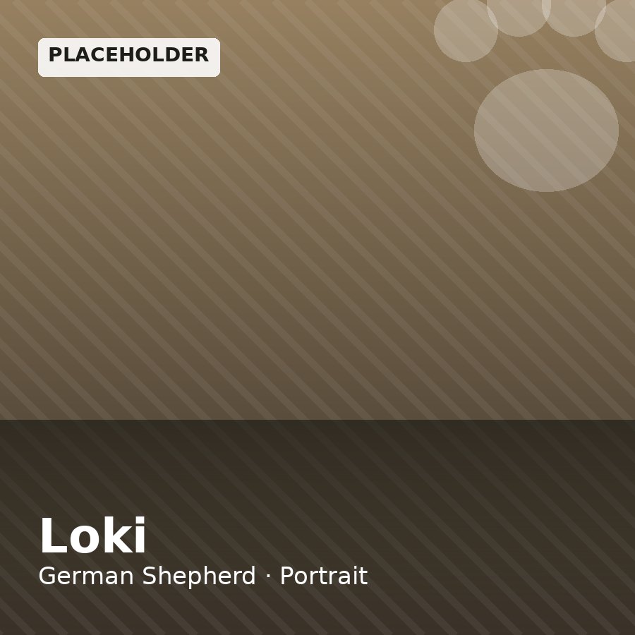 Loki, German Shepherd puppy