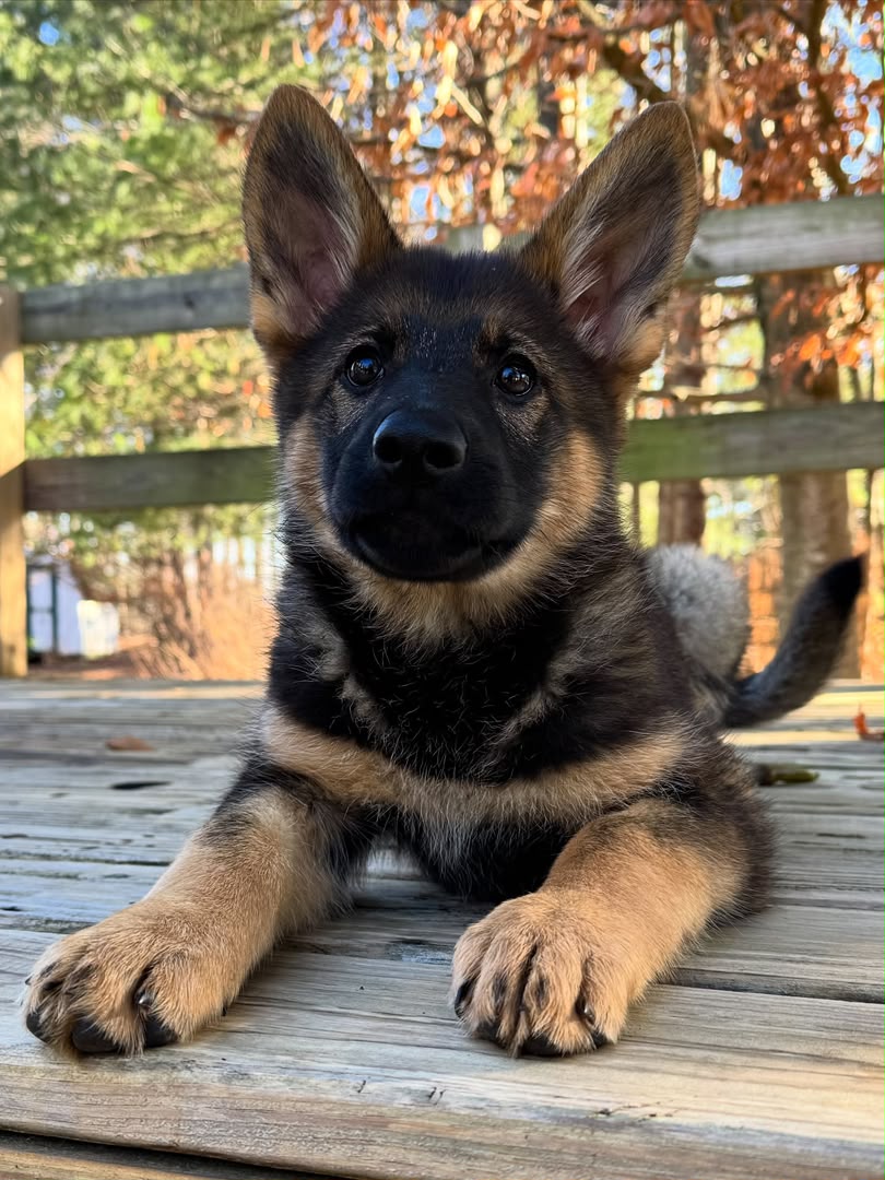 Maverick photo 4