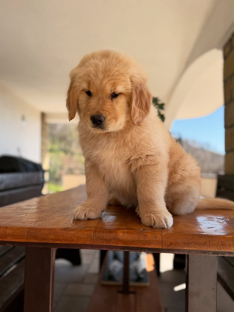 Bear, Golden Retriever puppy, Male, Dark Golden