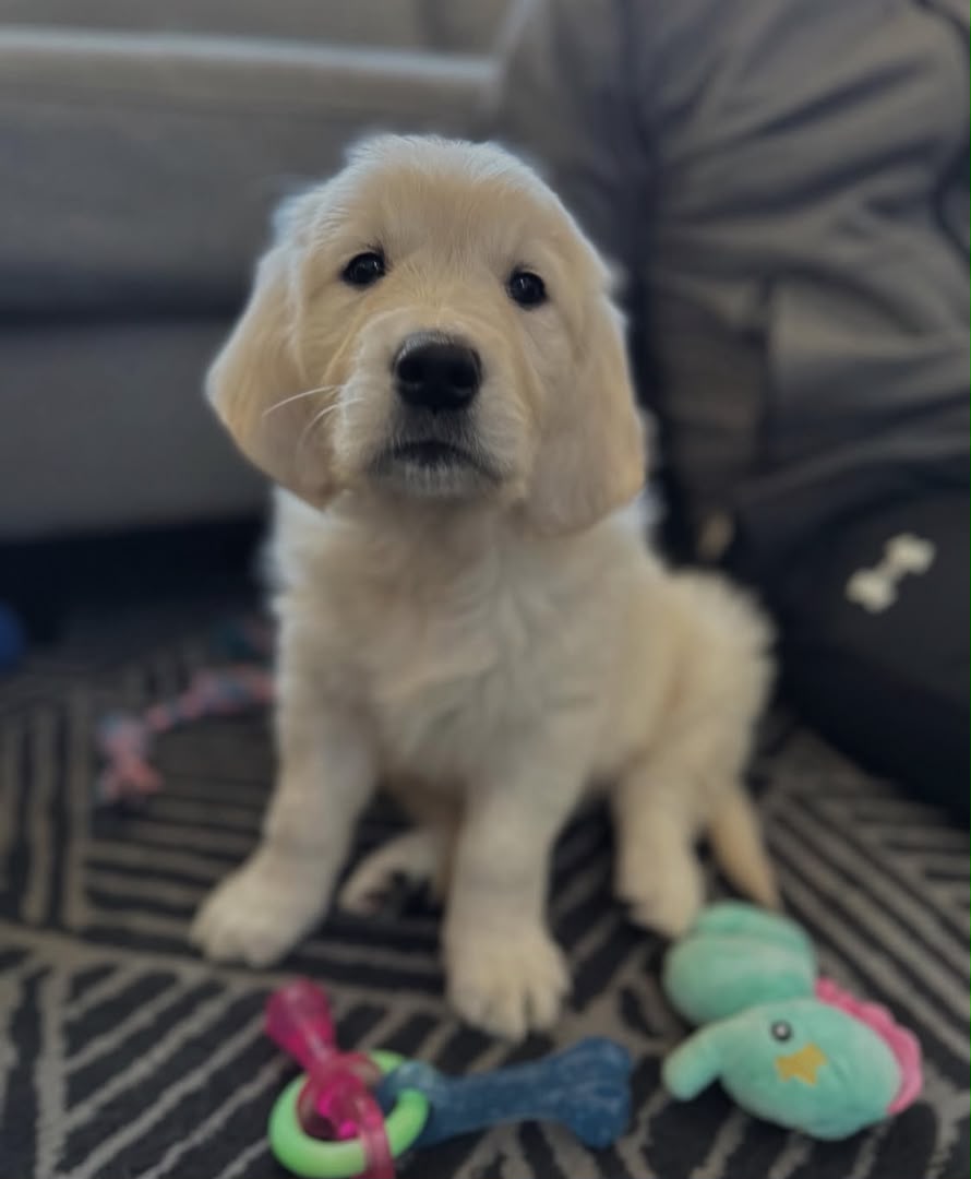 Daisy, Golden Retriever puppy, Female, Golden