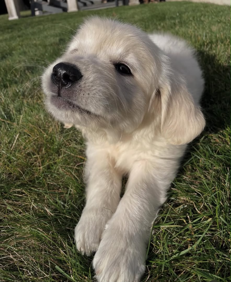 Daisy photo 2