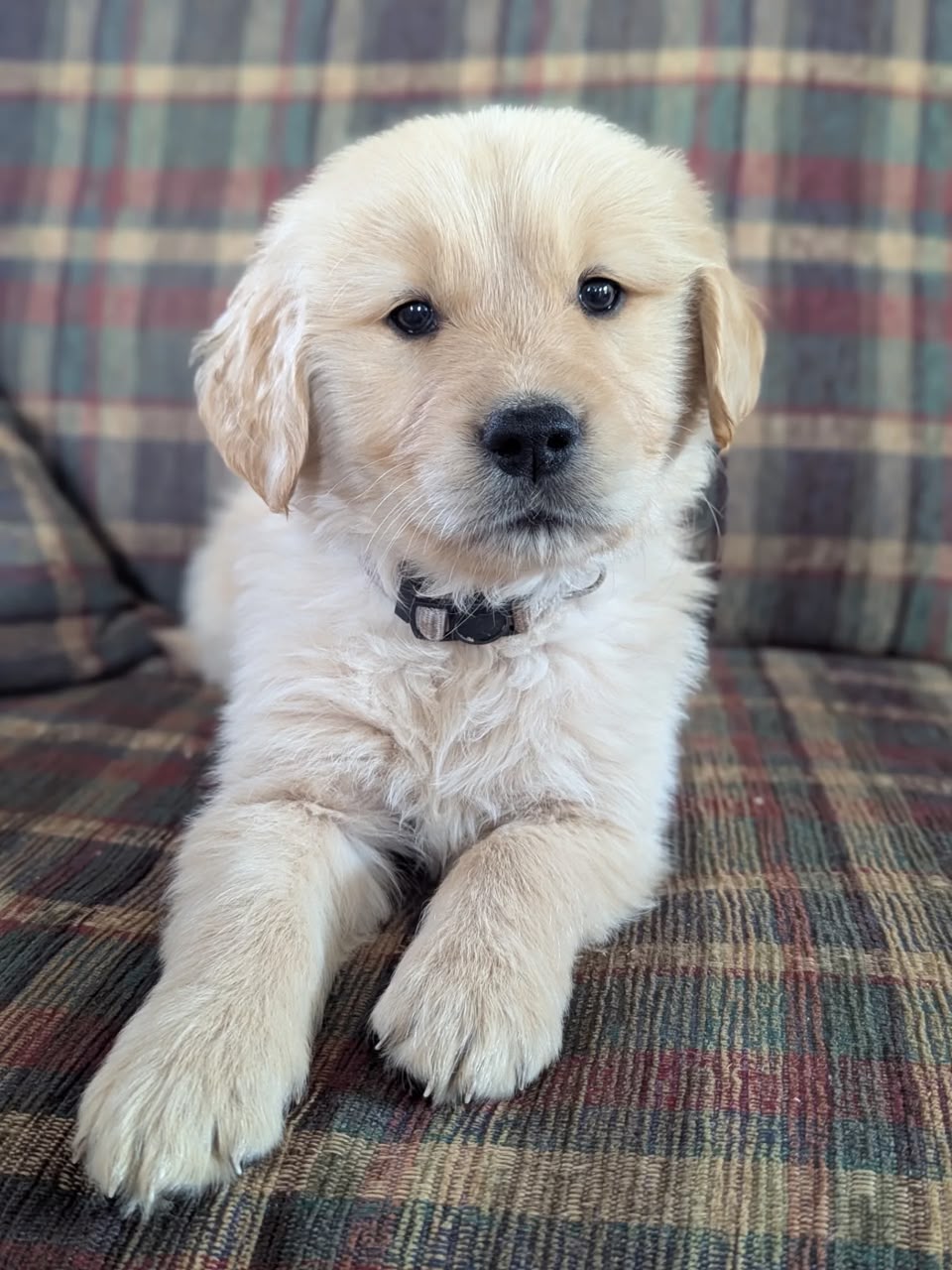 Toby, Golden Retriever puppy, Female, Golden