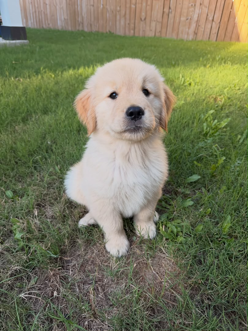 Goldie, Golden Retriever puppy, Male, Golden