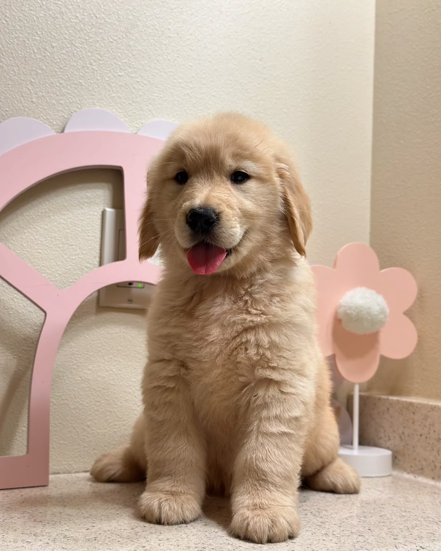 Harley, Golden Retriever puppy, Male, Dark Golden