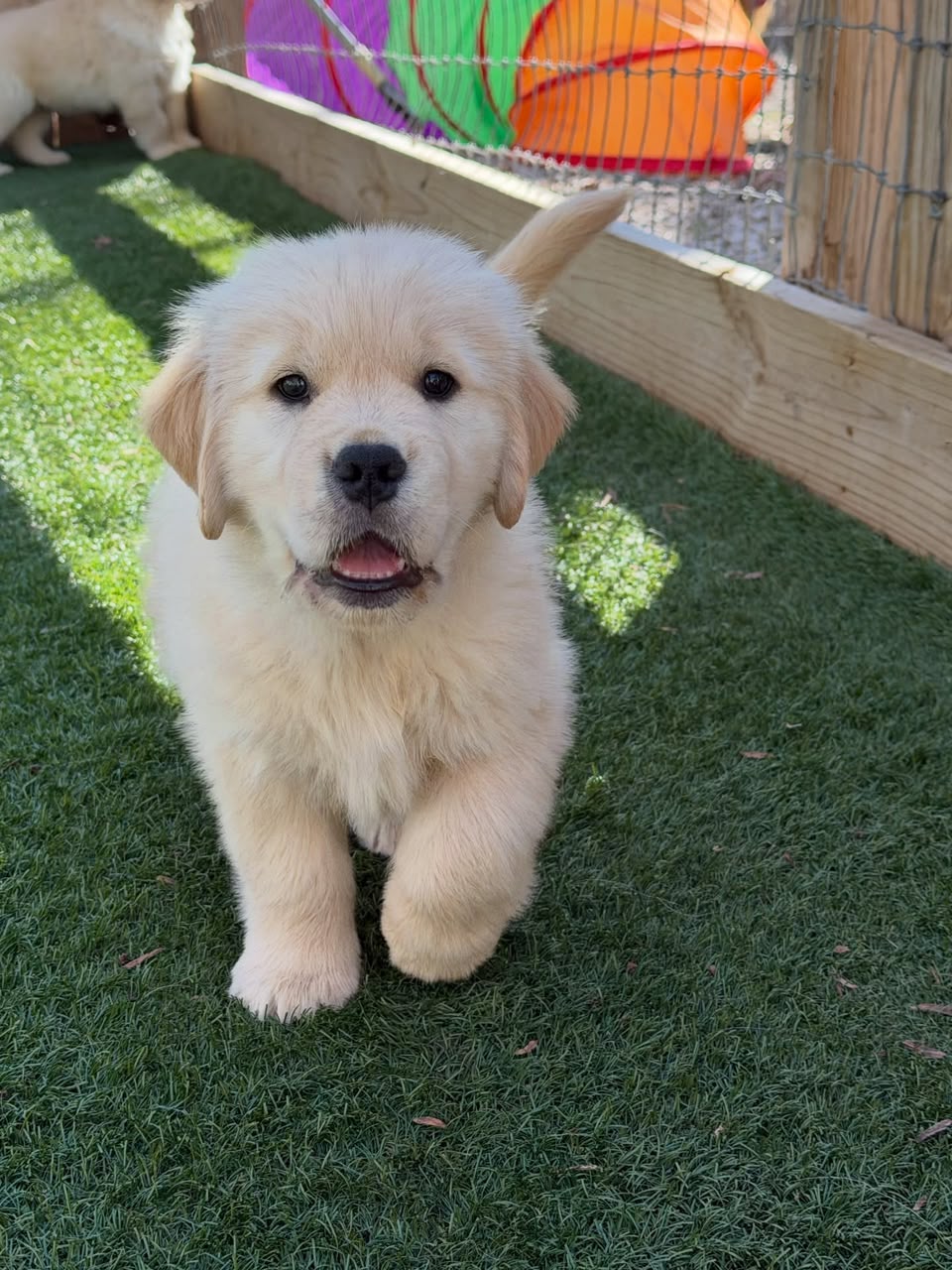 Honey, Golden Retriever puppy, Female, Golden