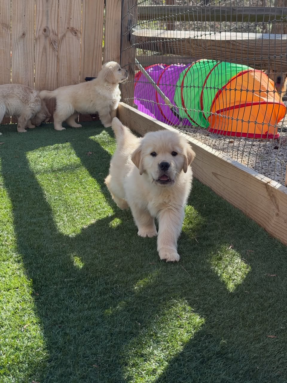 Honey photo 4