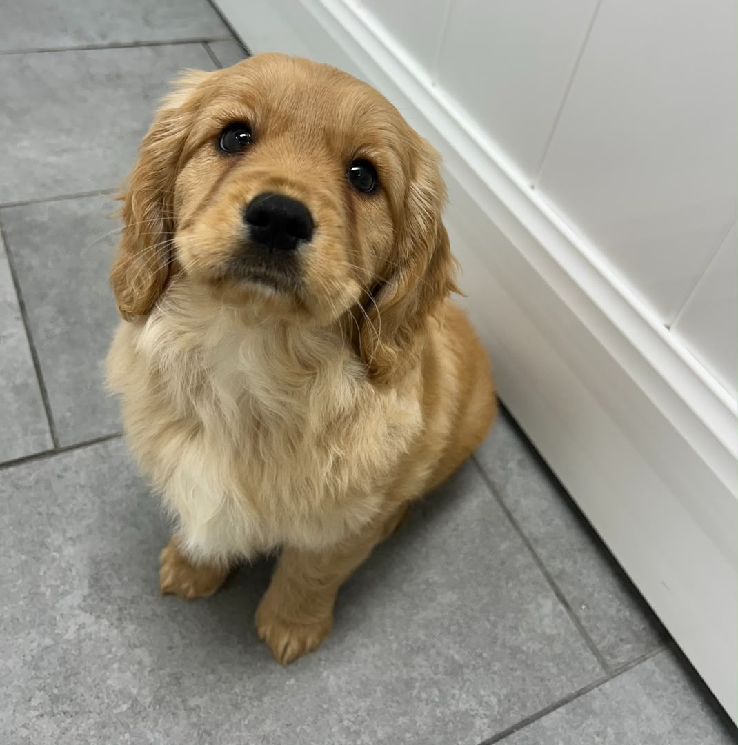 Willow, Golden Retriever puppy, Female, Dark Golden