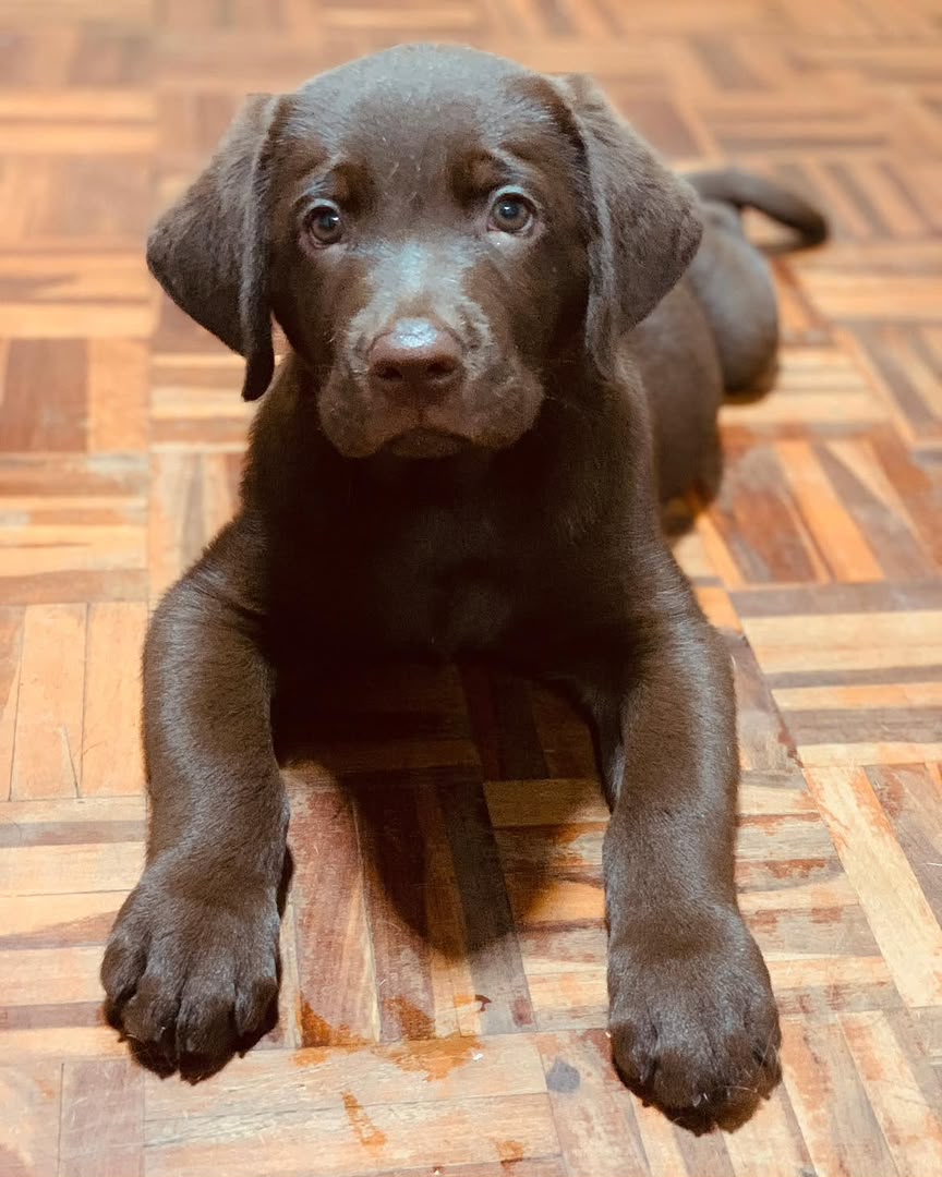 Cooper, Labrador Retriever puppy, Female, Chocolate
