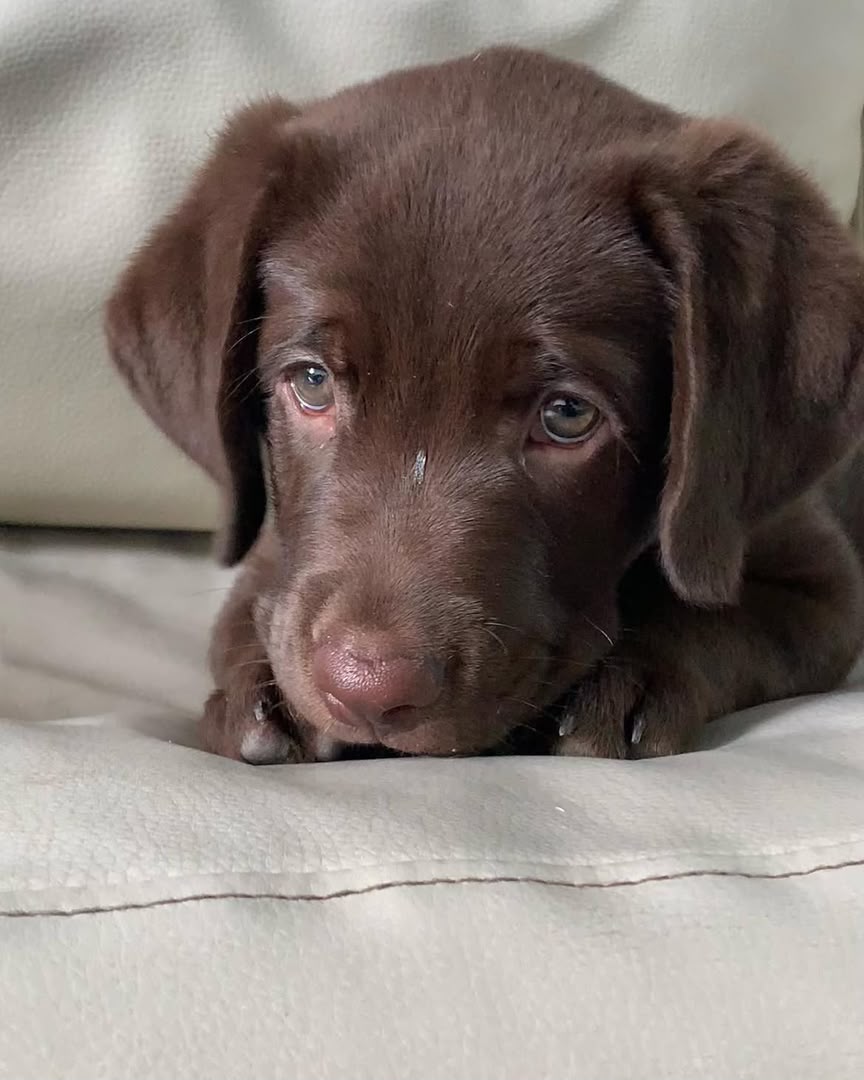 Cooper photo 3