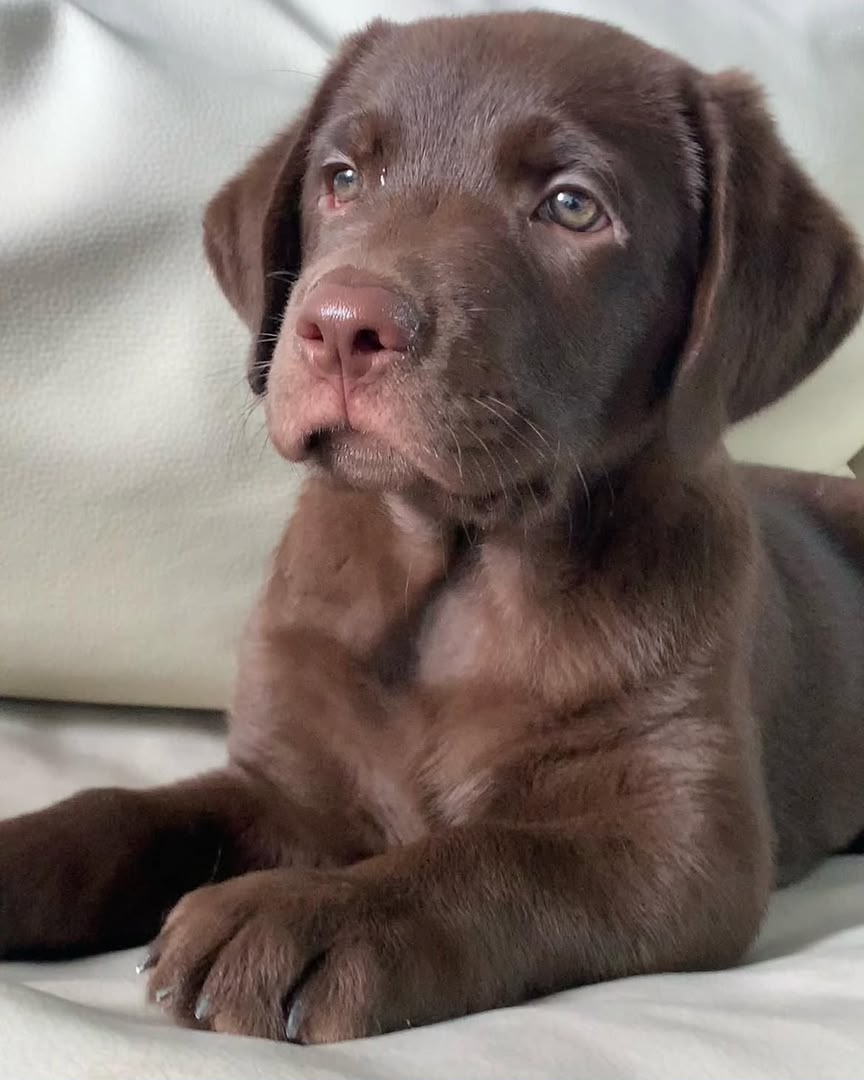 Cooper photo 4