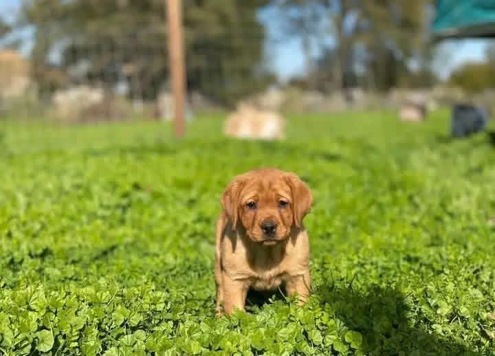 Bailey, Labrador Retriever puppy, Female, Fox Red