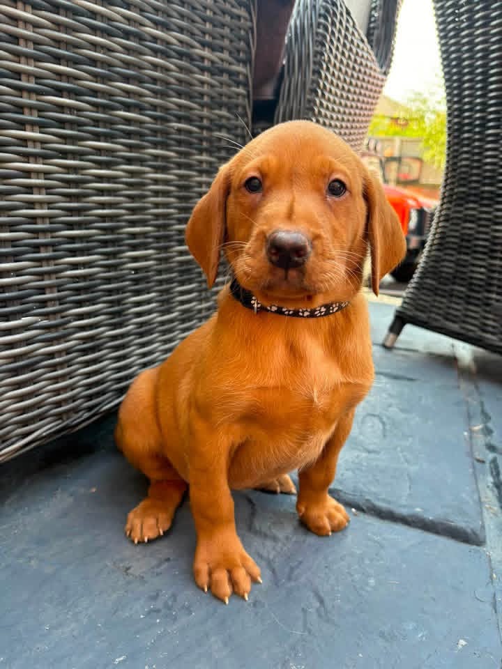 Duke, Labrador Retriever puppy, Male, Fox Red