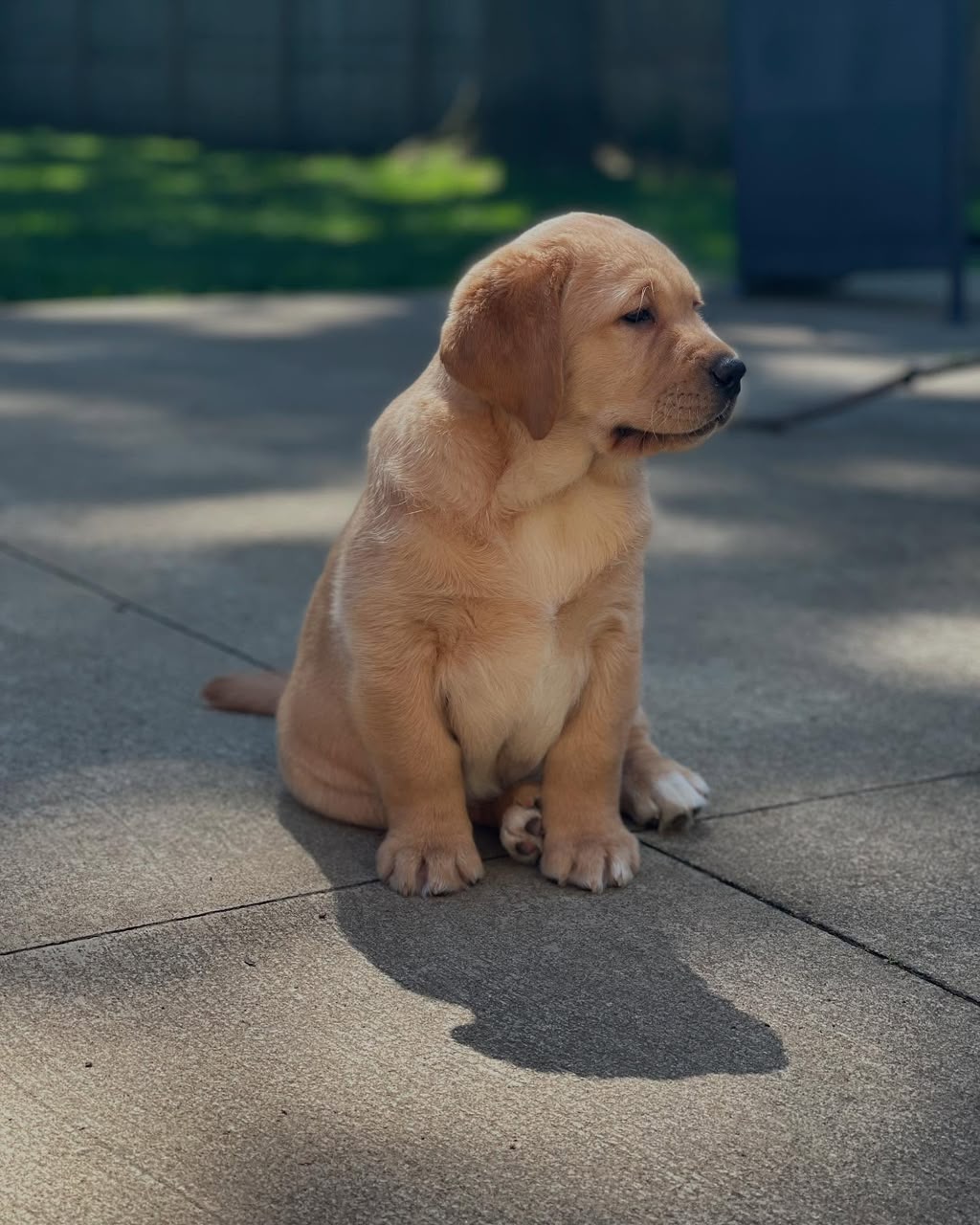 Buddy photo 3