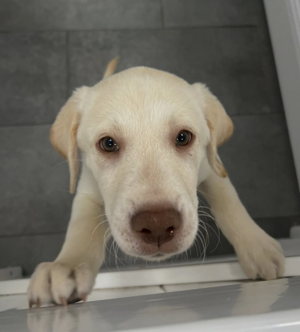 Sadie photo 2