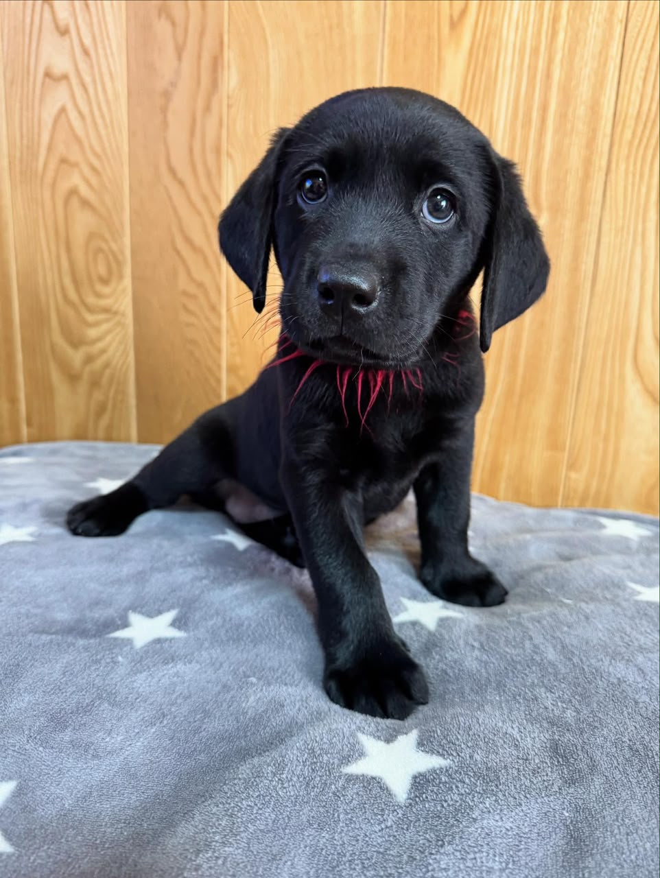 Chloe photo 2